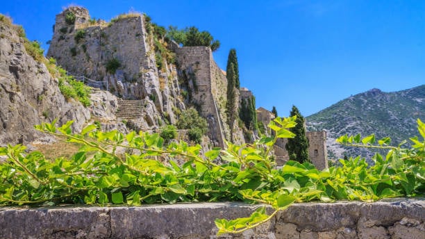 Kamene zidine tvrđave Klis na stijeni, s vinovom lozom u prvom planu